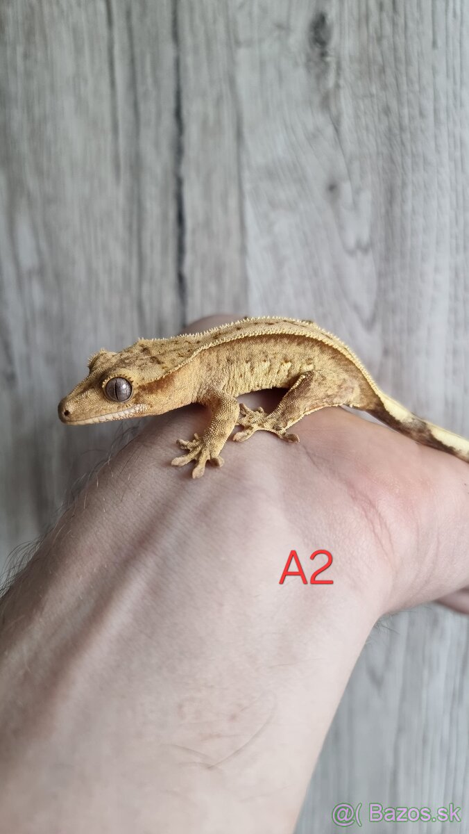 Pagekón riasnatý - 2