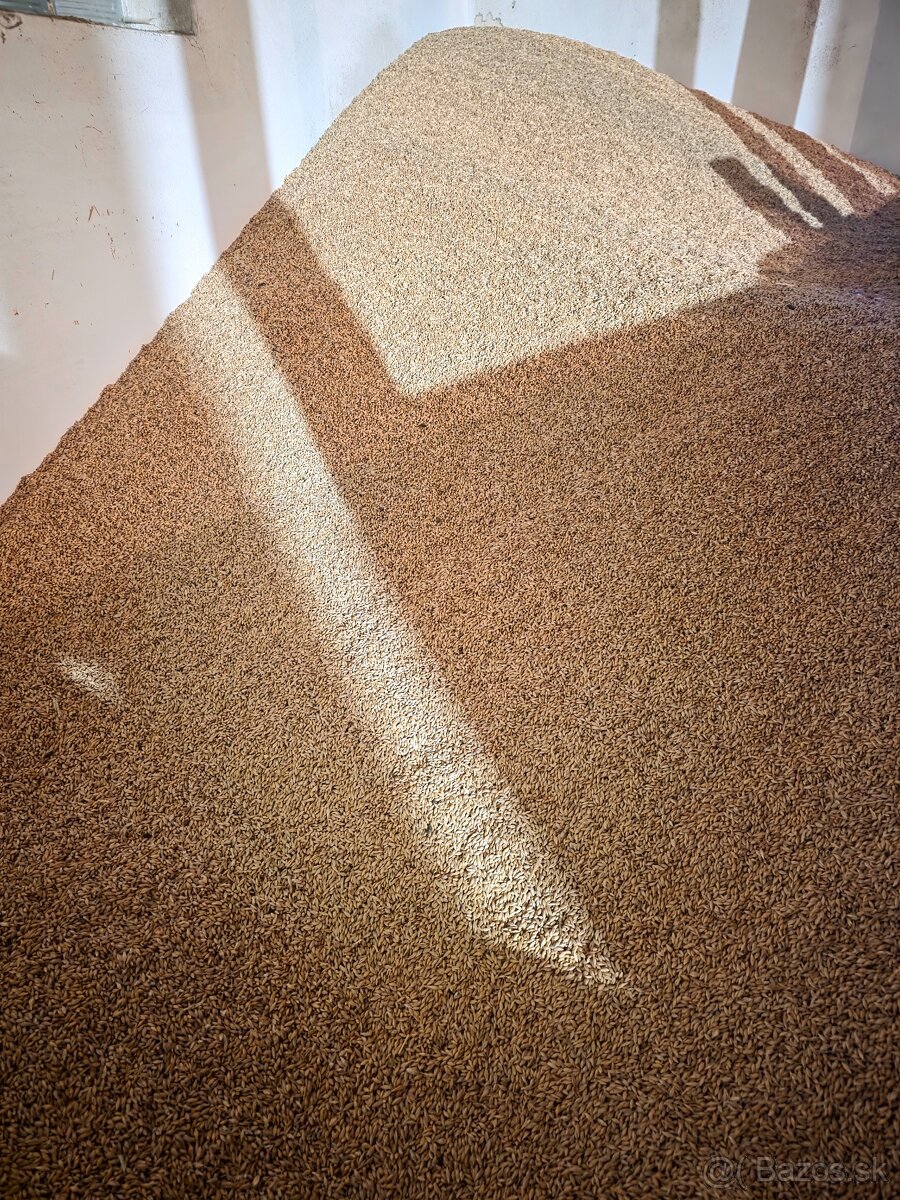 JAČMEŇ,PŠENICA,OVOS - 2