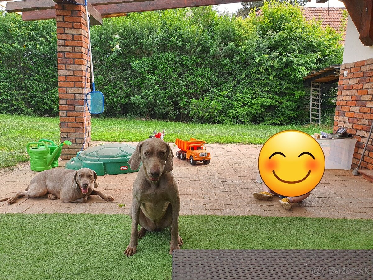 Darujem dve fenky weimara do dobrých rúk - 2