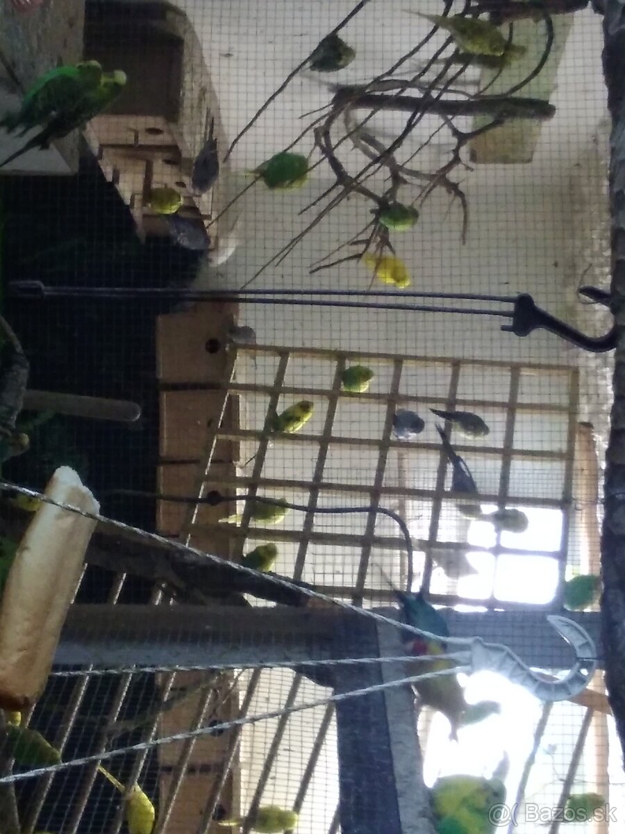 Predam andulky 50 kusov 250e - 2