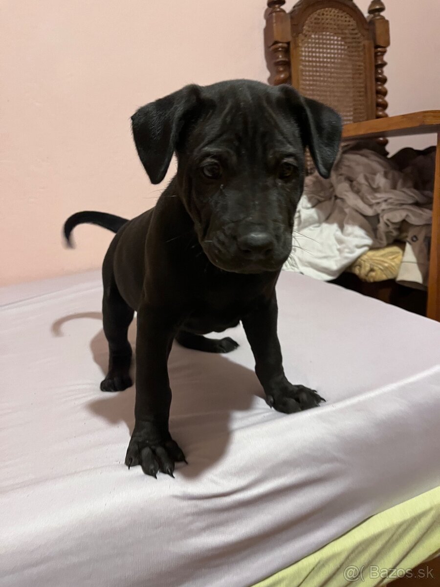 Steniatka labradora - 2