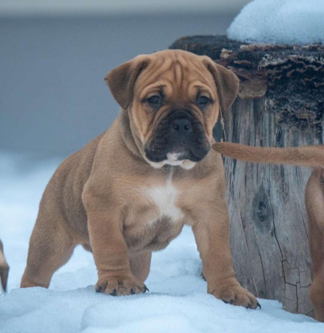 Staroanglický buldok - 2