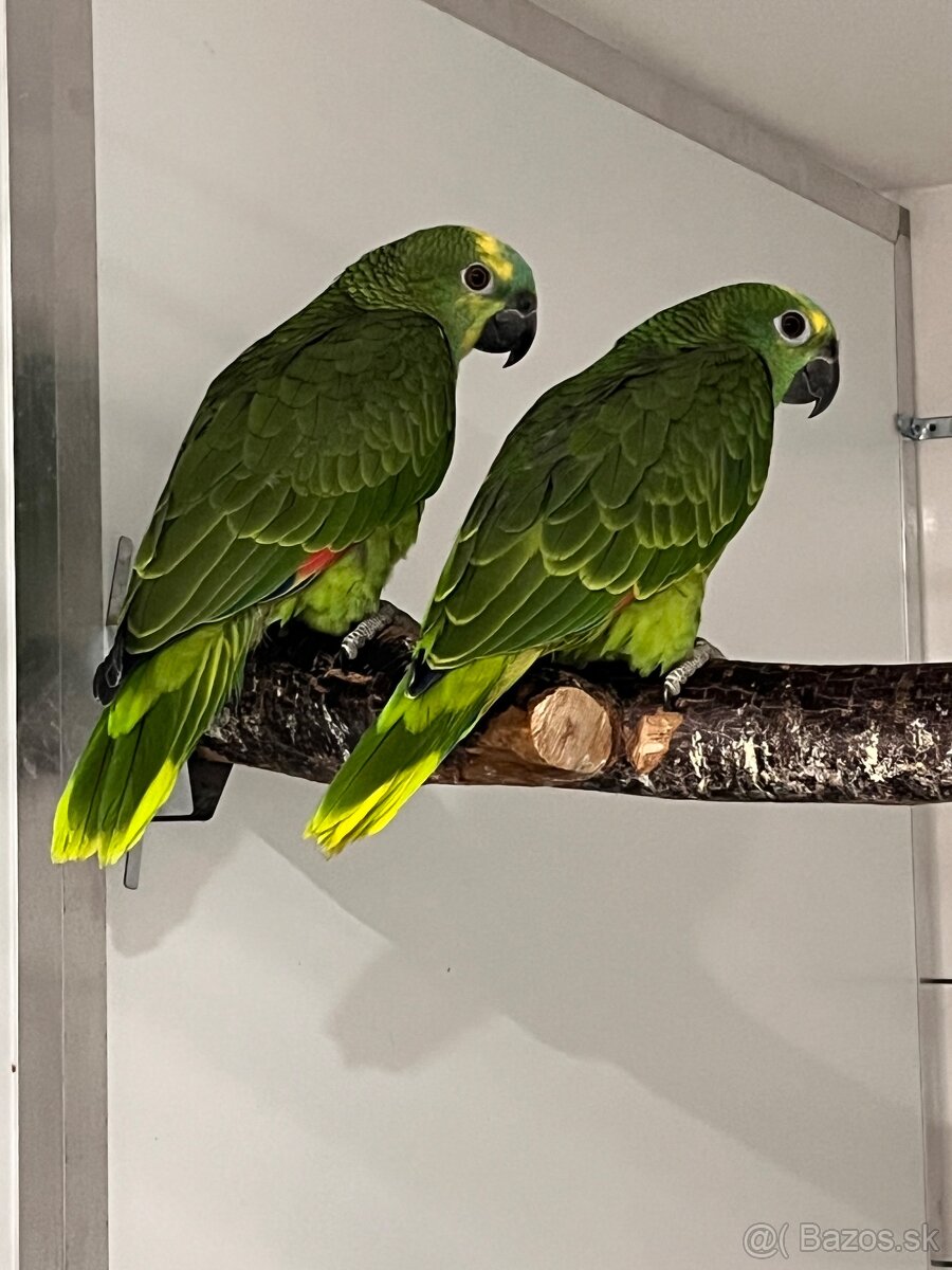 Amazoňan modročelý - 2