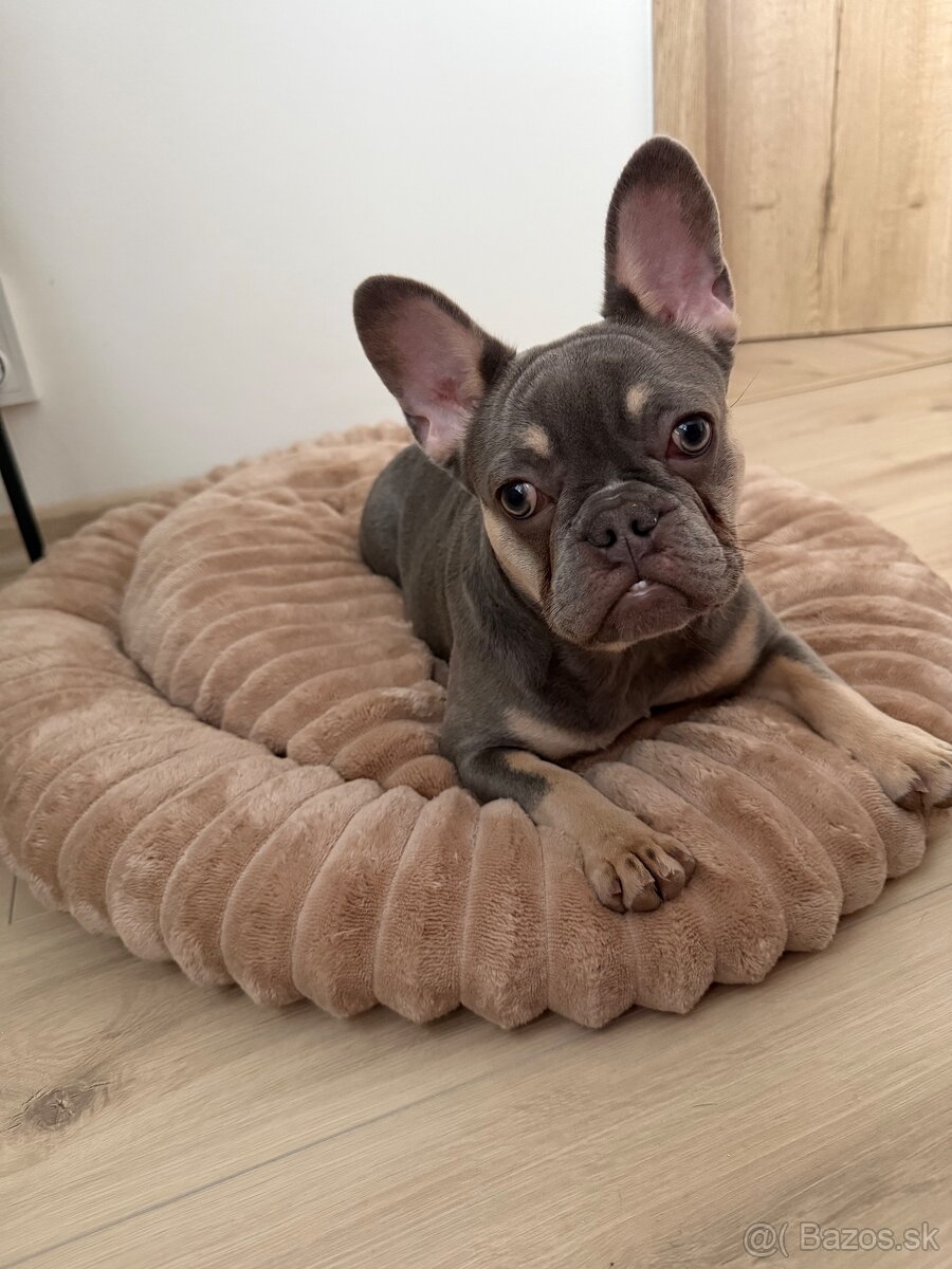 Francúzsky buldoček- fenka - 2