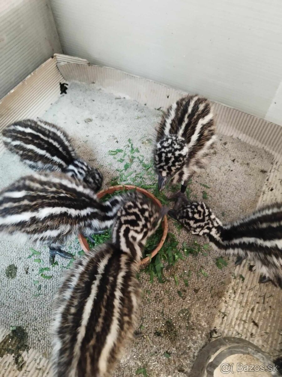 Pštros emu kuriatká - 2