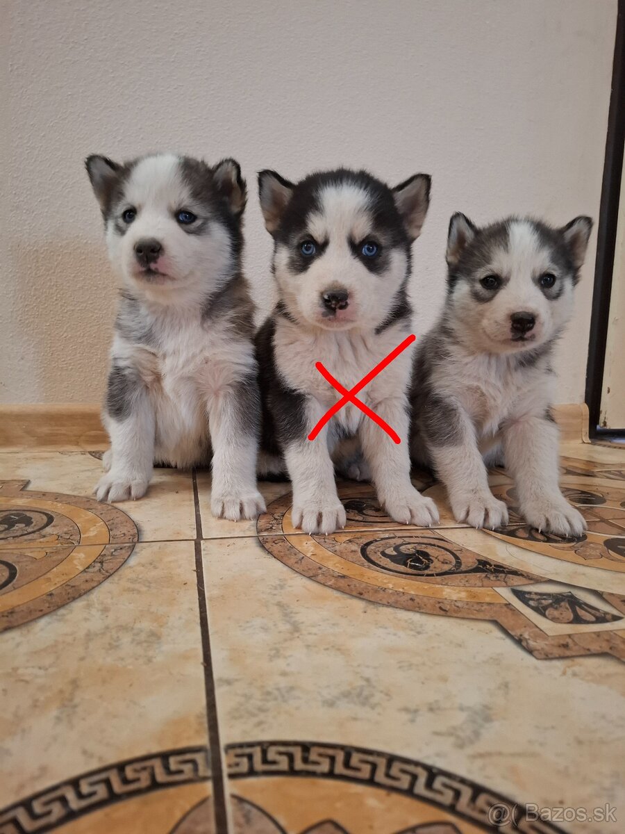 Sibirsky husky šteniatka - 2