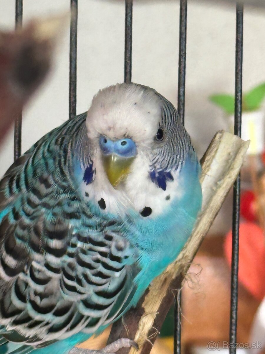 Len do milujucej rodiny Parik samec + samicka 🦜🦜 Andulky - 2