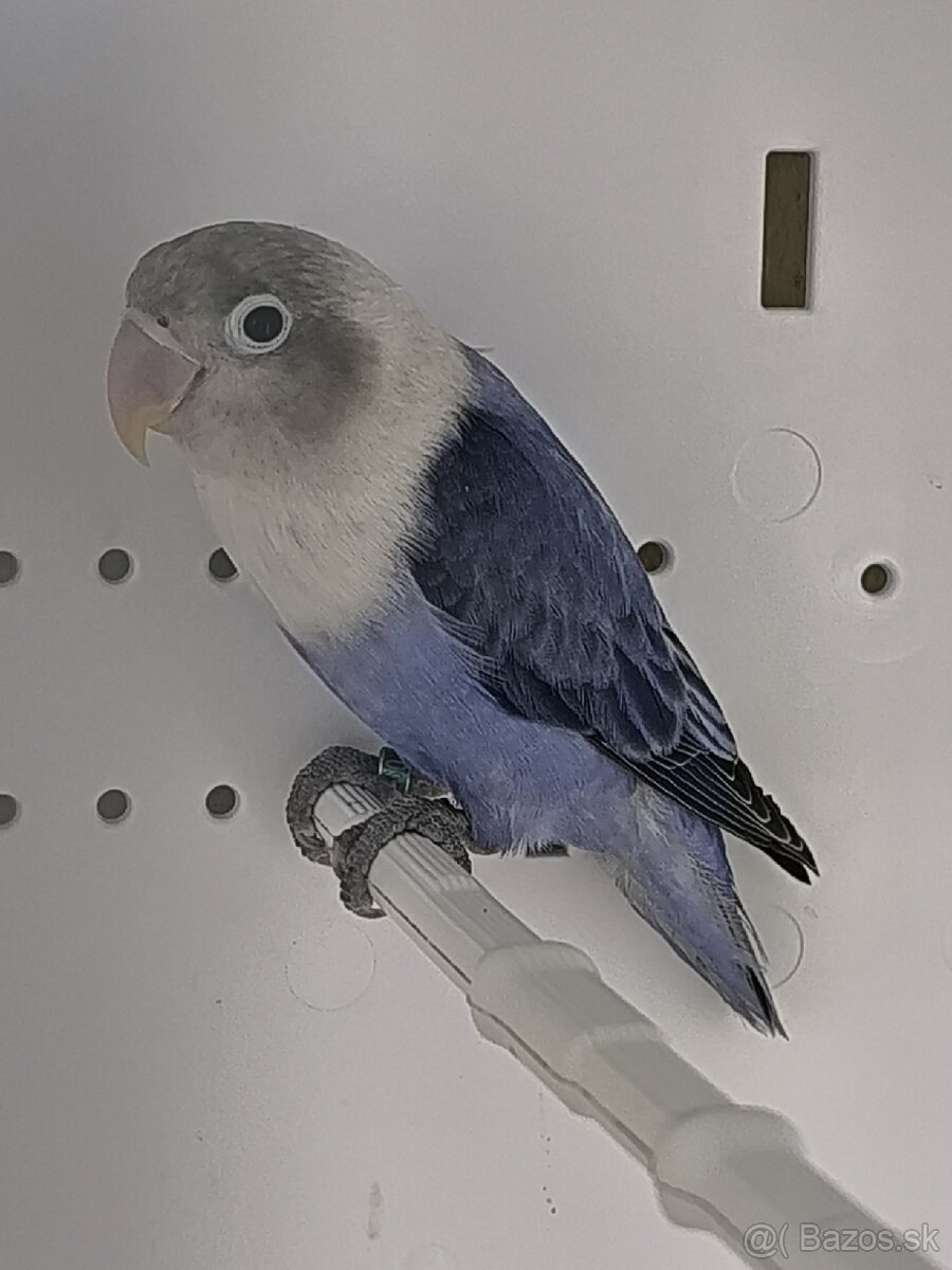 Agapornis - 2