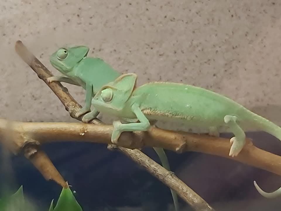 Chameleón - 2