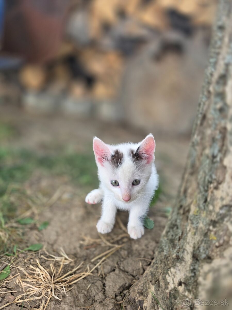 Mačiatka na darovanie - 2