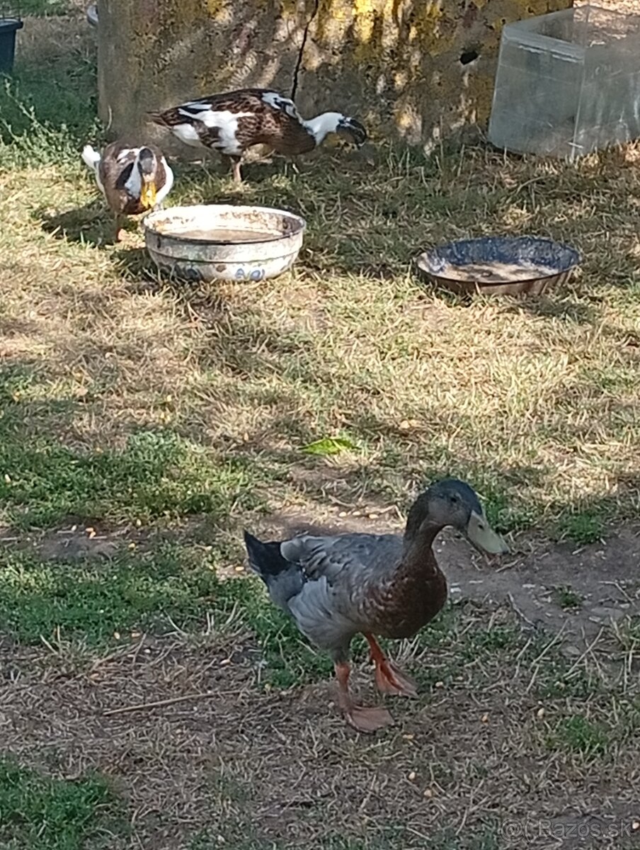 Indické bežce - 2