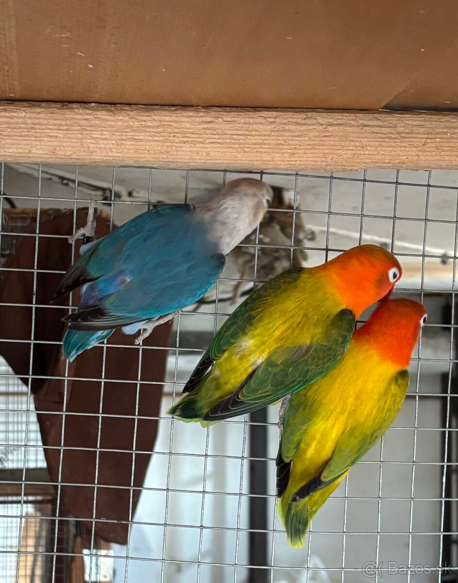 Agapornis fischer - 2