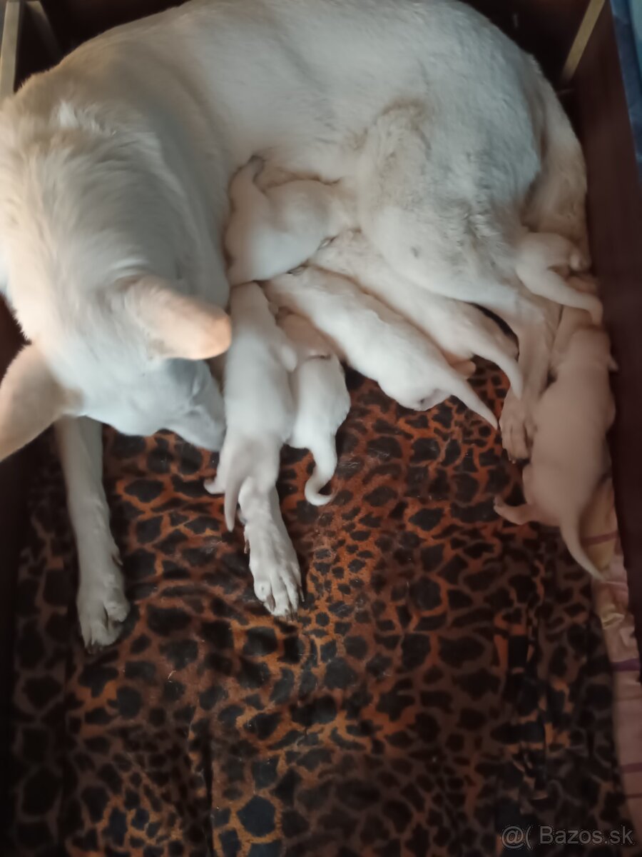 Biely švajčiarsky ovčiak - 2