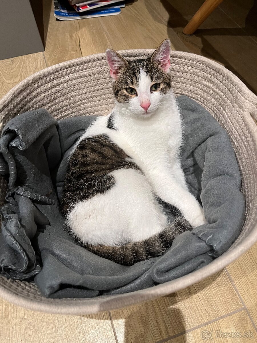 Darujem mačiatko - 2