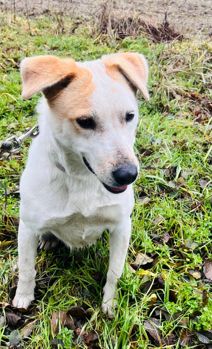 Darujem 1,5 ročnú fenku - 2