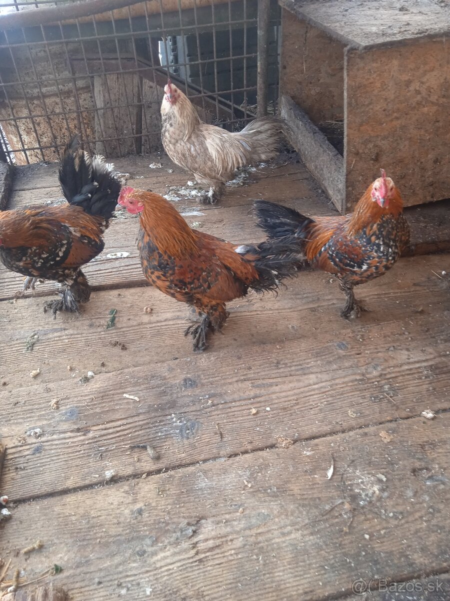 Predám kohúty Miflerky - 2