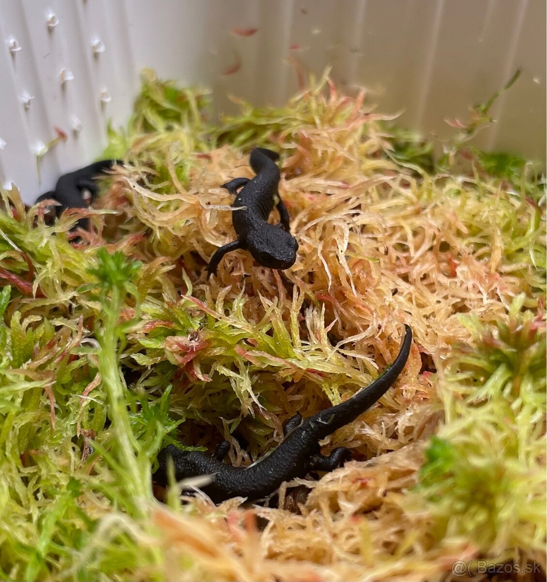 Mlok ohnivobruchý východný - 2