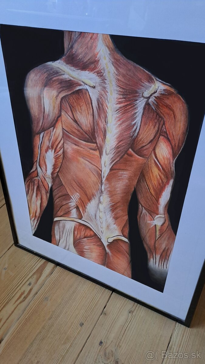 Mužský chrbát - štúdia svalstva - maľovaný obraz - 2
