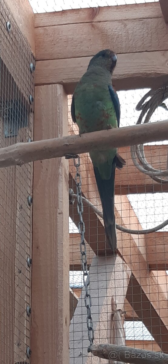 Papagáj Mnohofarebný 2025. - 2