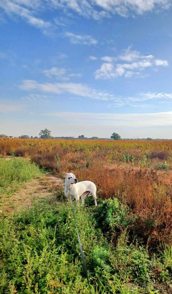 Argentínska doga sučka s PP - 2