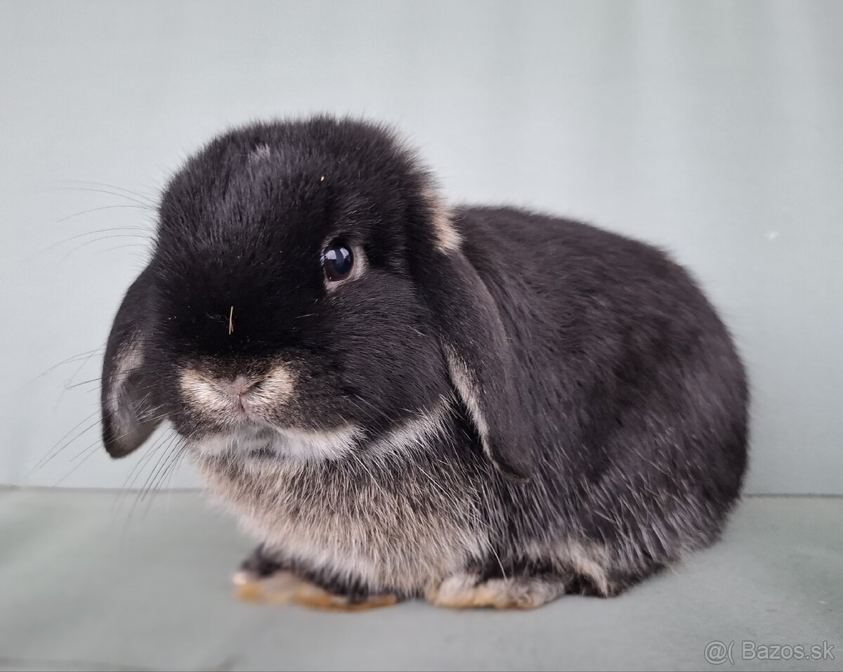 Zdrobnený králik, minilop, baranček - 2