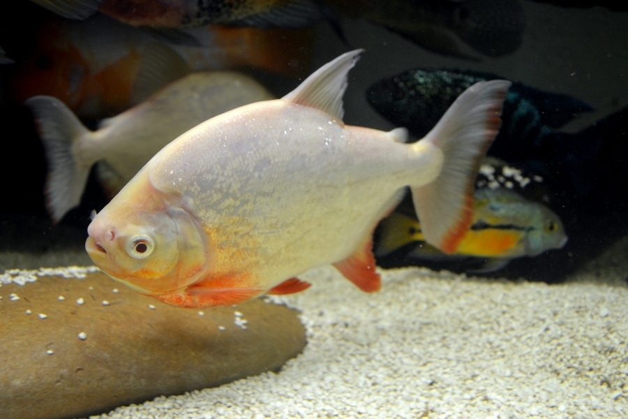 Prísavníky,botia,piraňa - 2