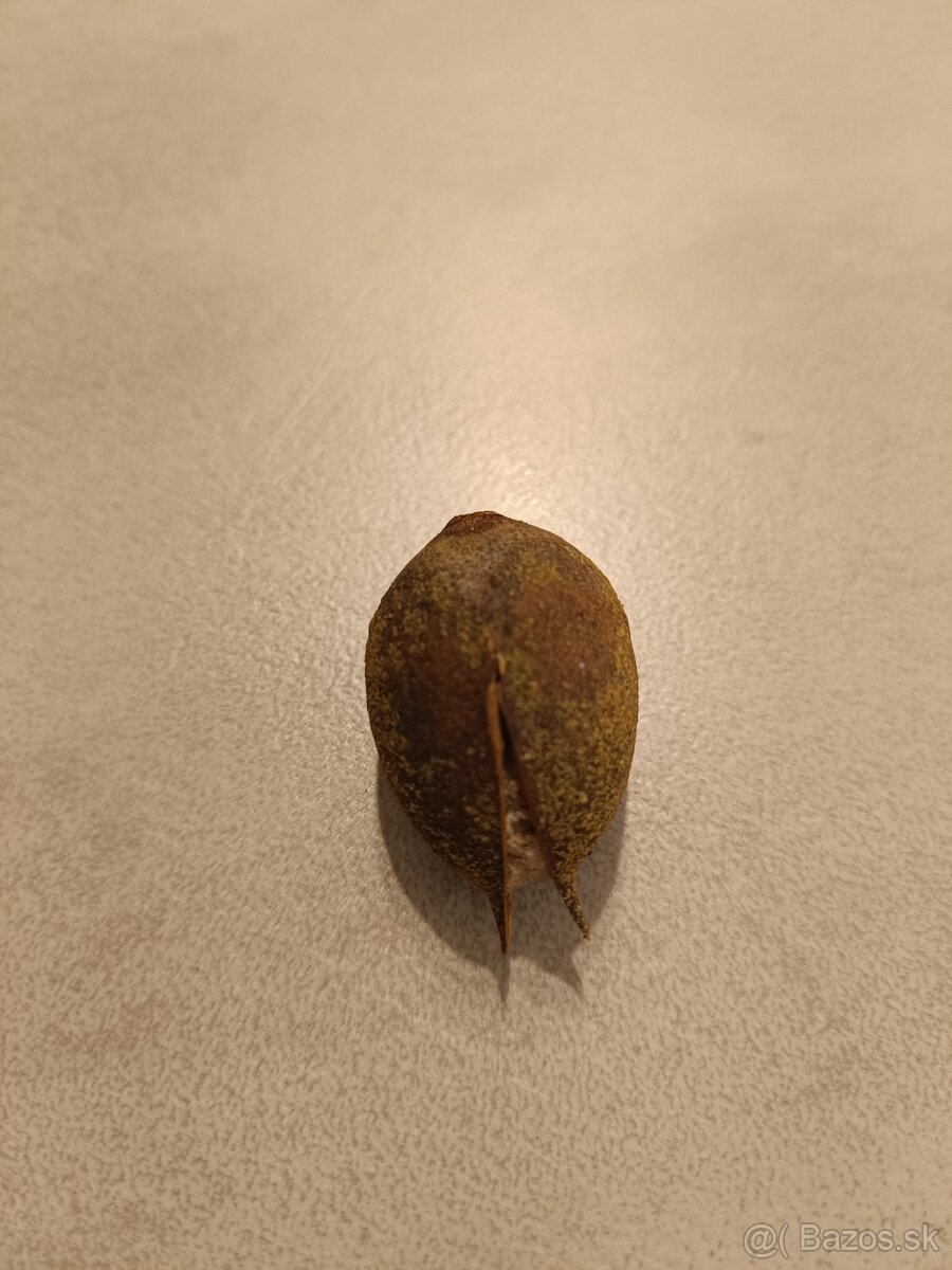 Paulownia semená - 2