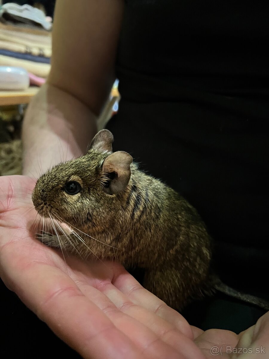 Osmak degu - 2