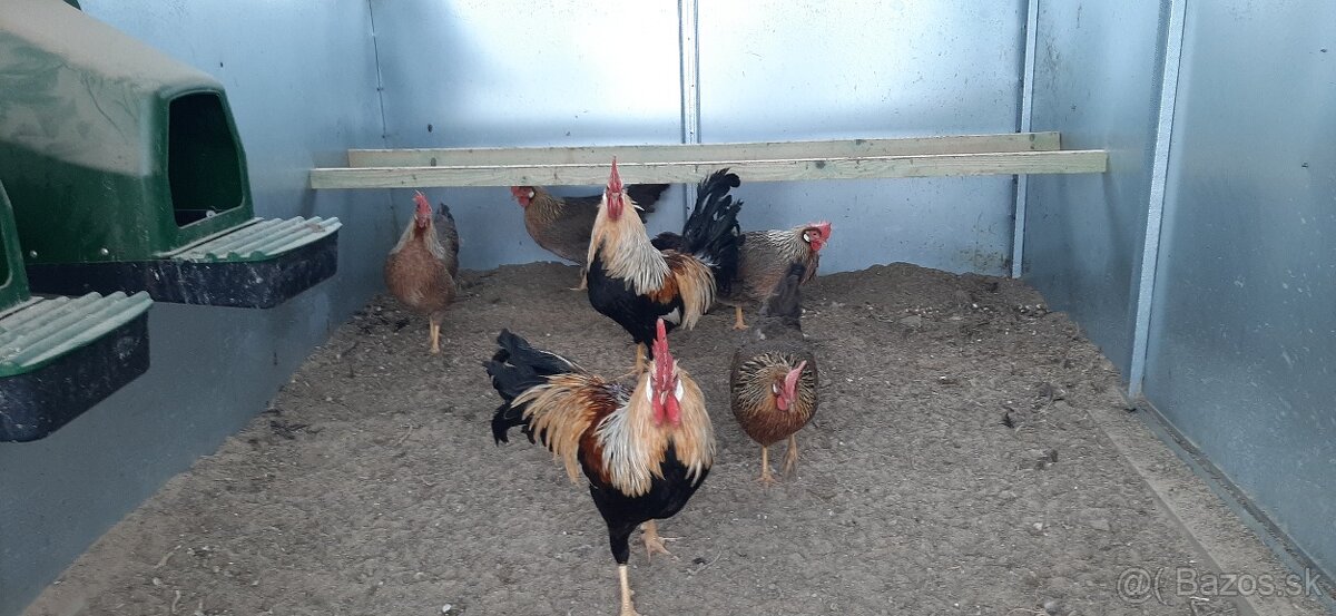 Vlaška Oranžovo krka nasadove vajcia - 2