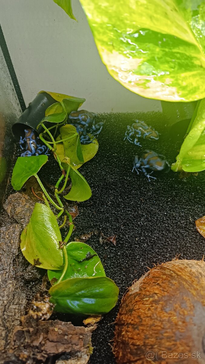 Dendrobates (pralesnicky) - 2