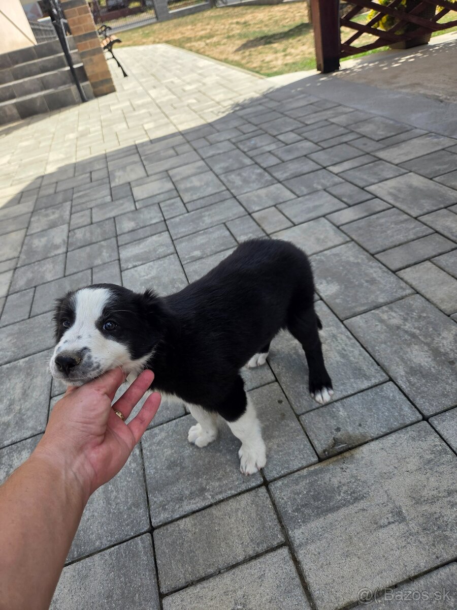 Border Kolia Collie - 2