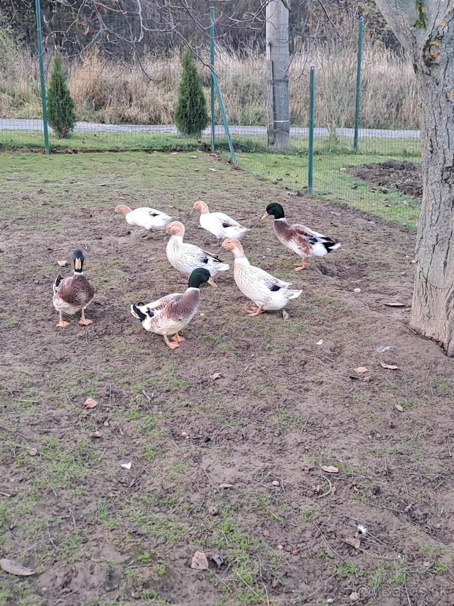 Çiarkovany kacer - 2