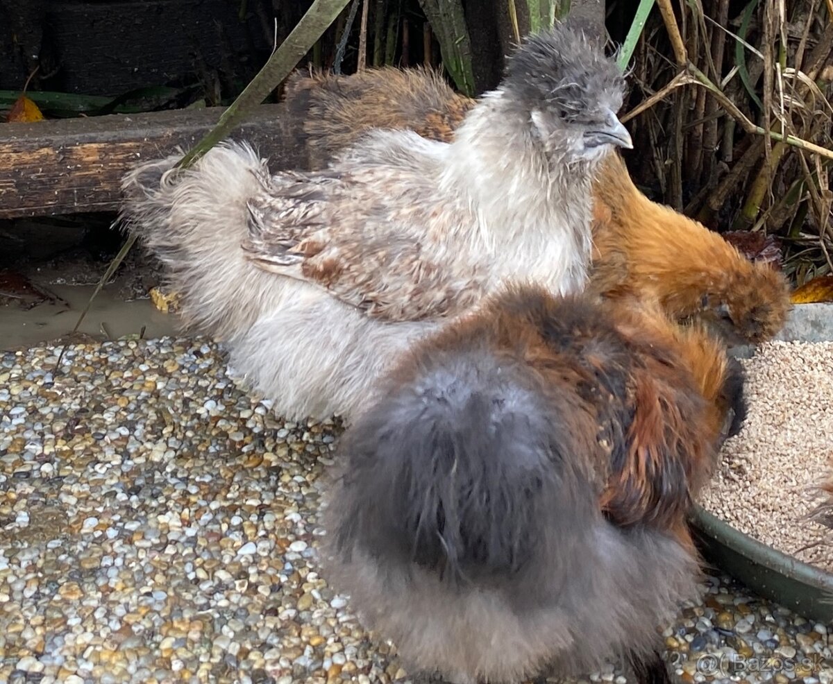 Predam mlade hodvabnicky - 2