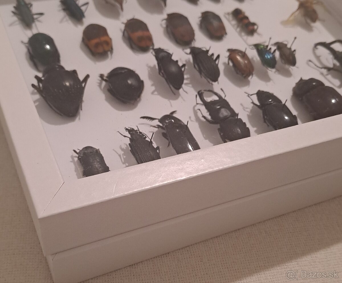 Zbierka chrobákov (chrobáky, hmyz) - 2
