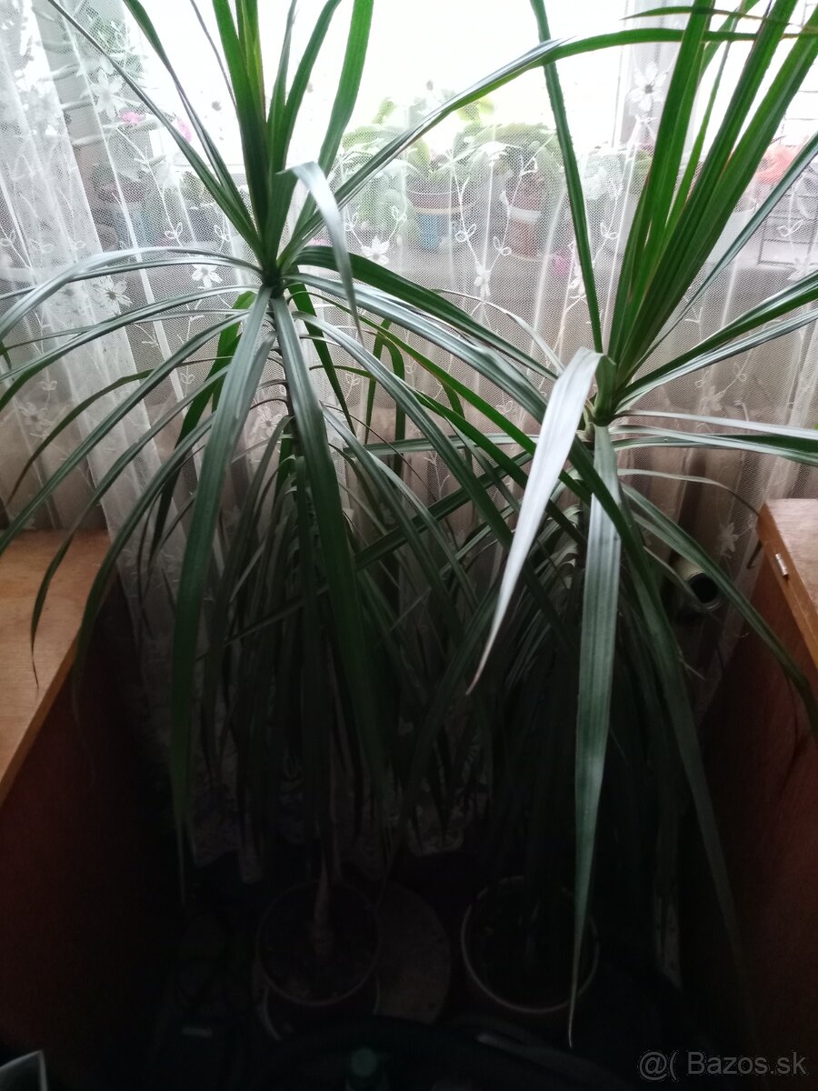 Dracena - 2