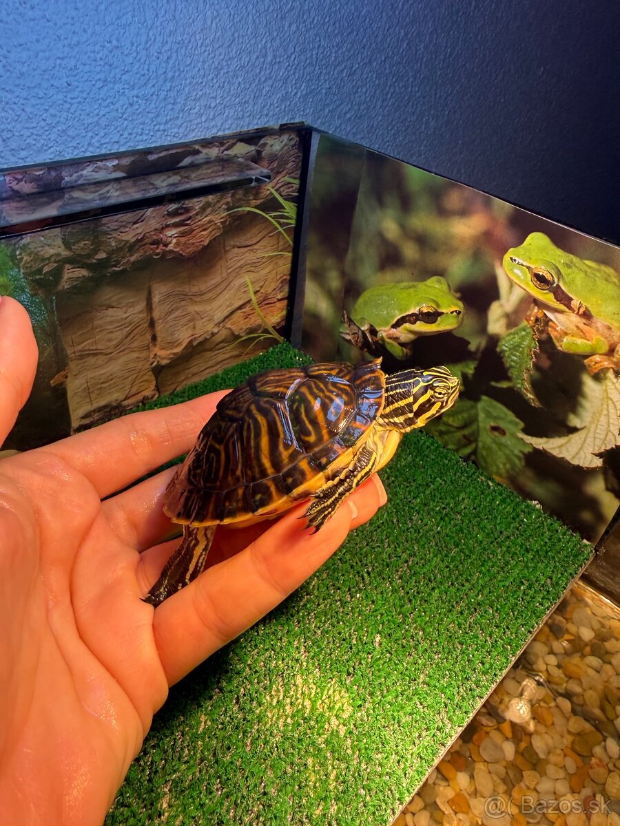 Korytnačka s vybavením - 2