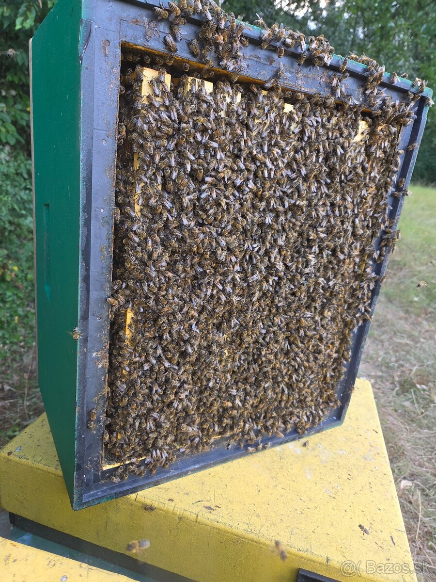 Včelia matka, kráľovná - 2