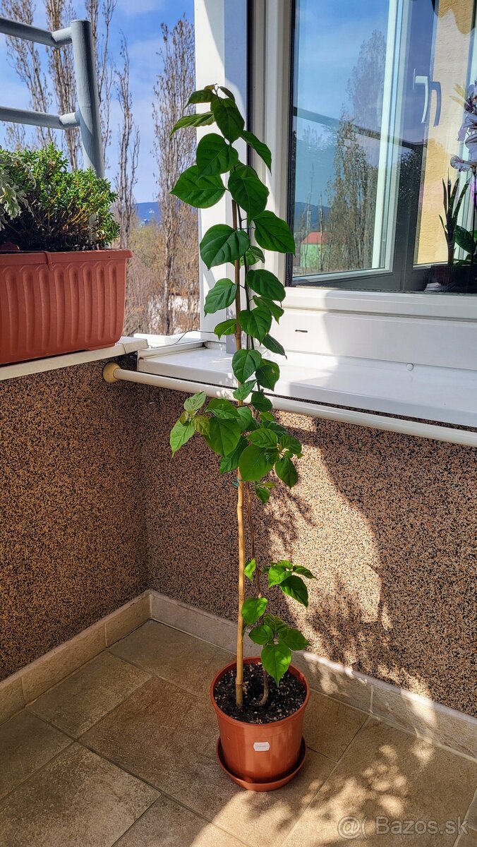 Bugenvilea (Bougainvillea) cyklámenová - 2