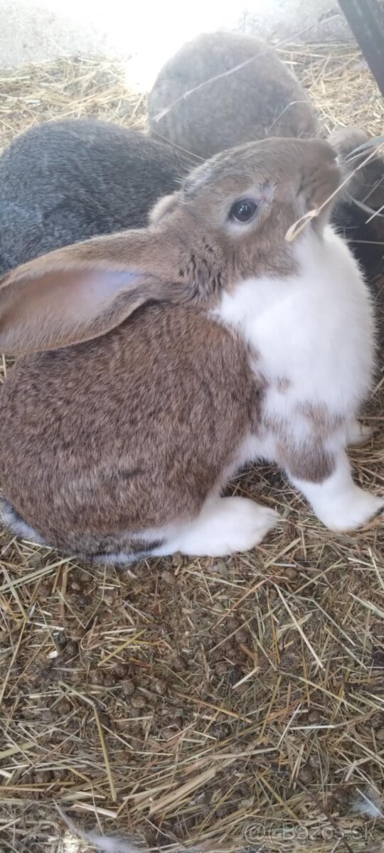 Predám zajace - 2