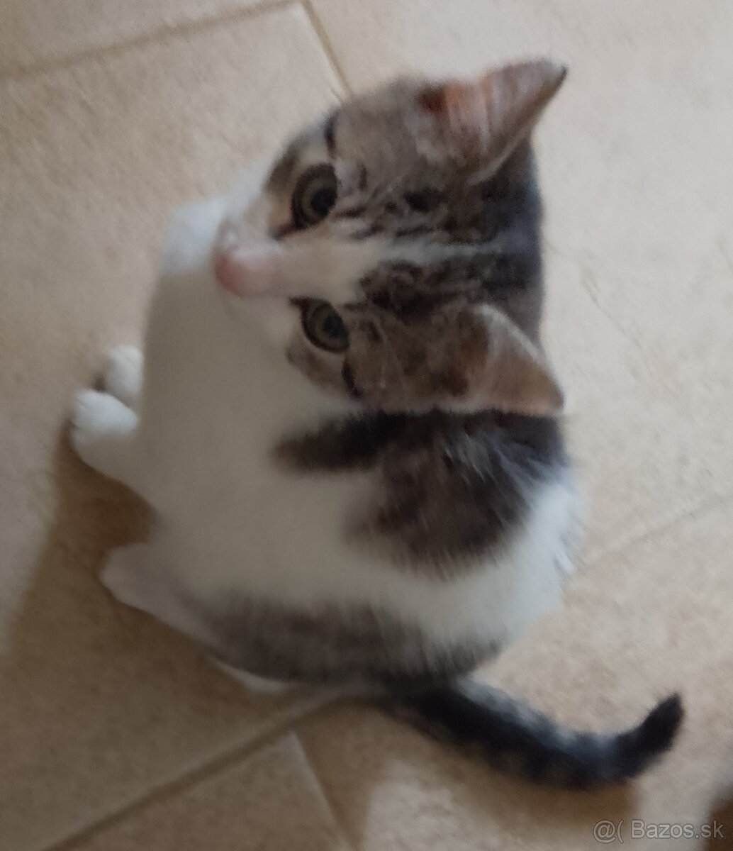 3 mesačná mačička - 2