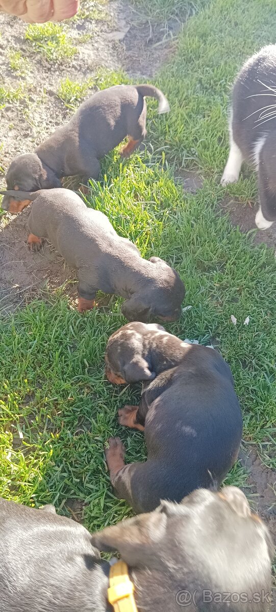 Trpaslíci jazvečík - 2