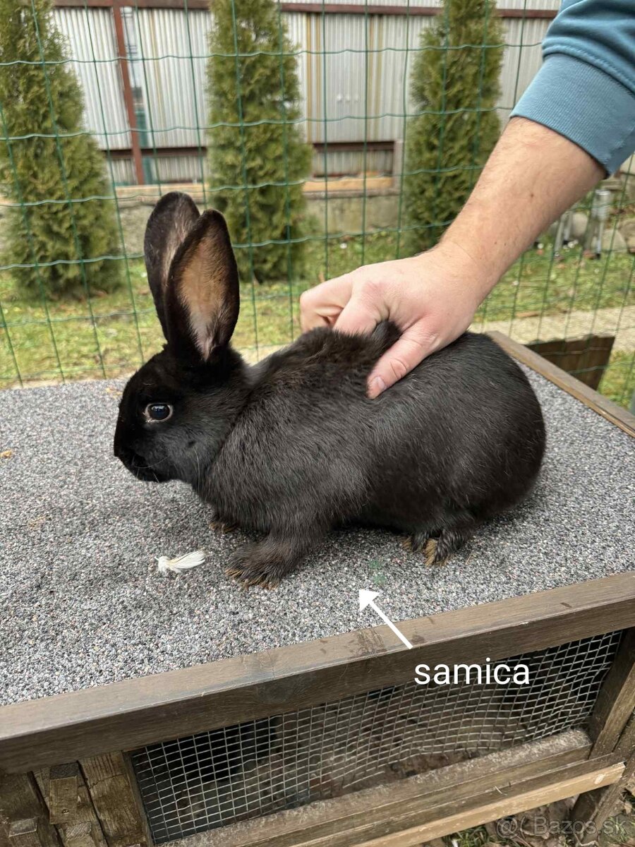 Predám zajace - 2