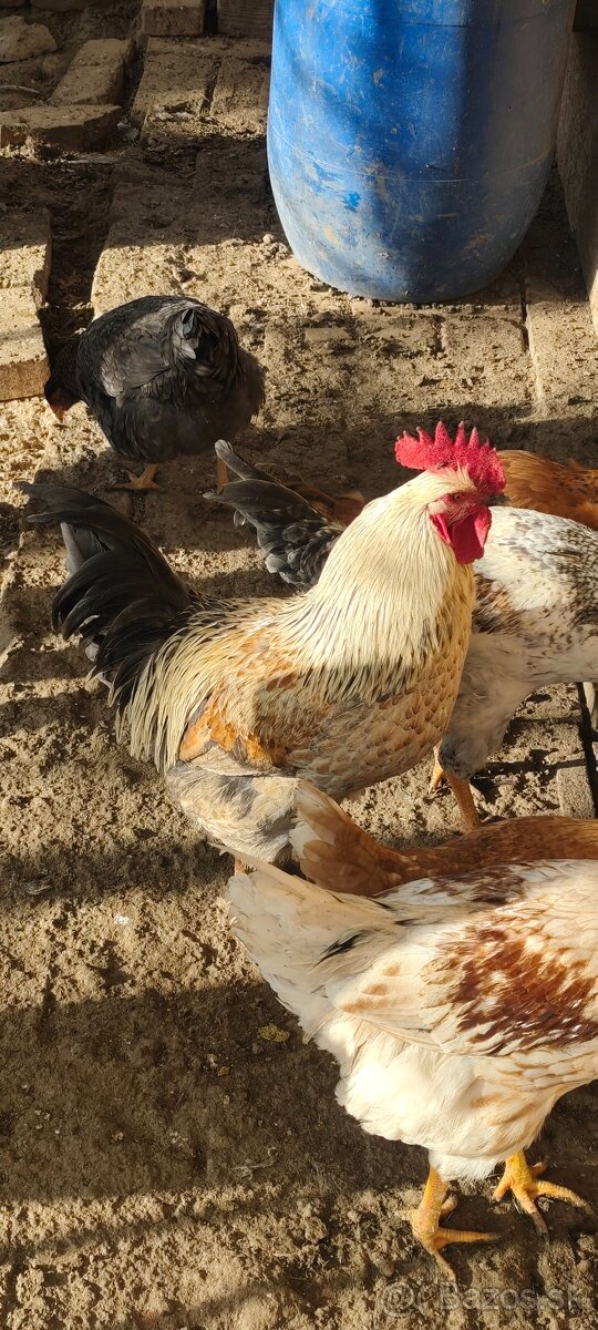 Predám mladých kohútov - 2