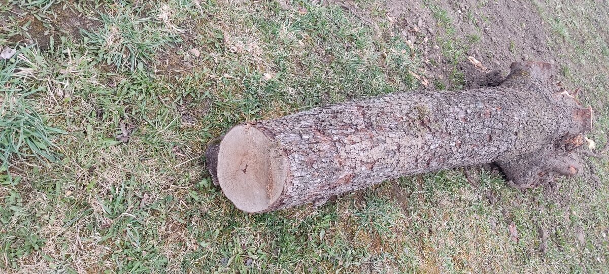 Predam kmen starej hrusky - 2