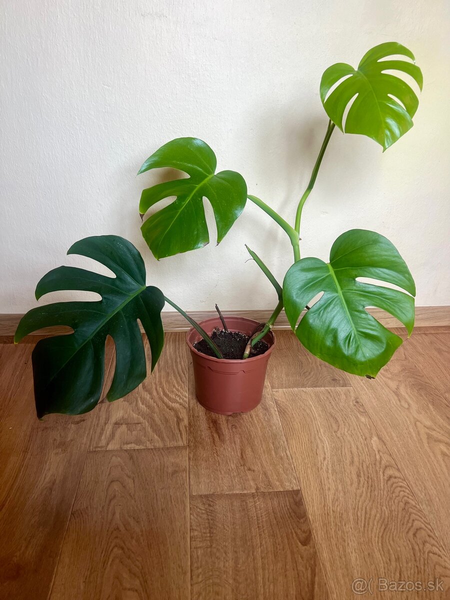Monstera - 2