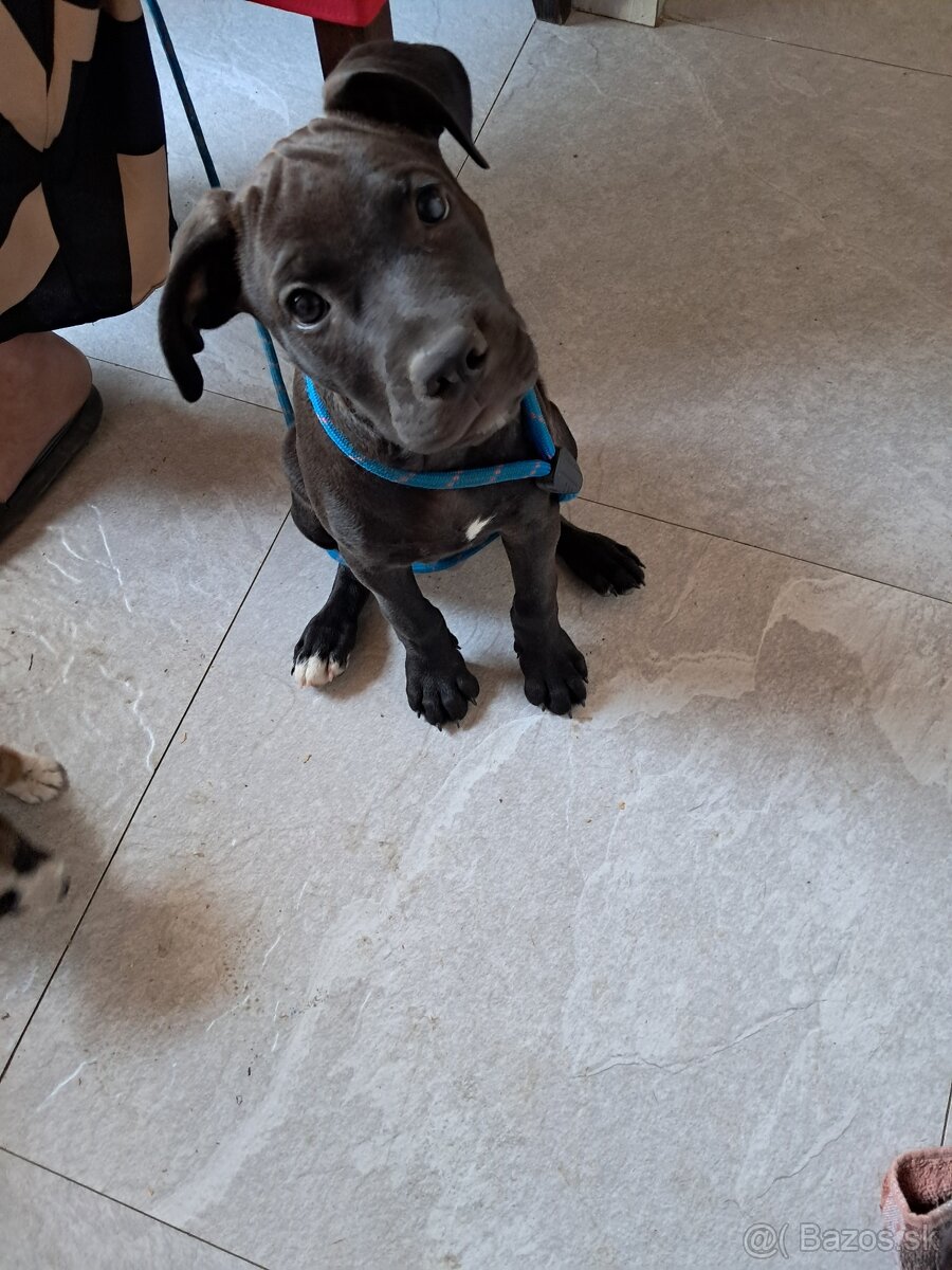 Predam Cane Corso - 2