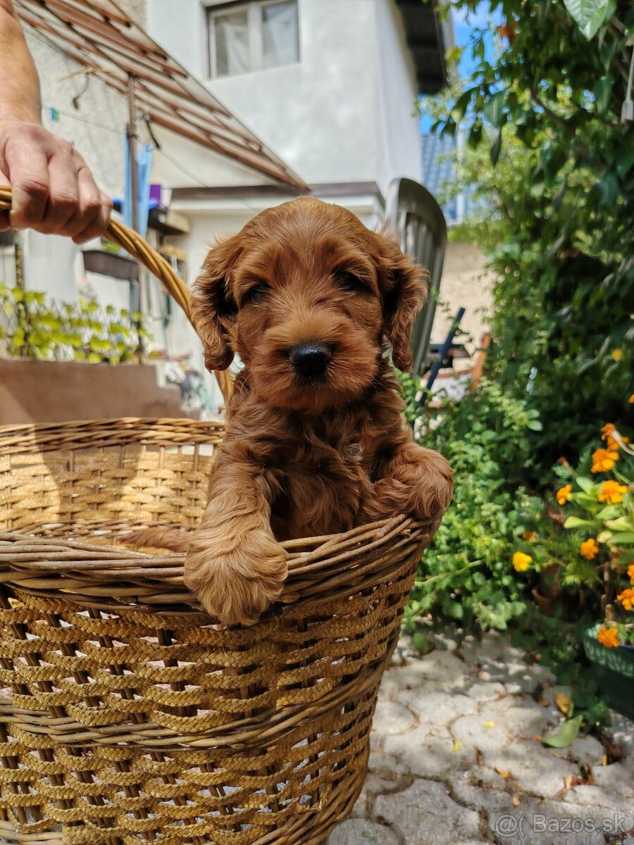 Cockapoo - 2