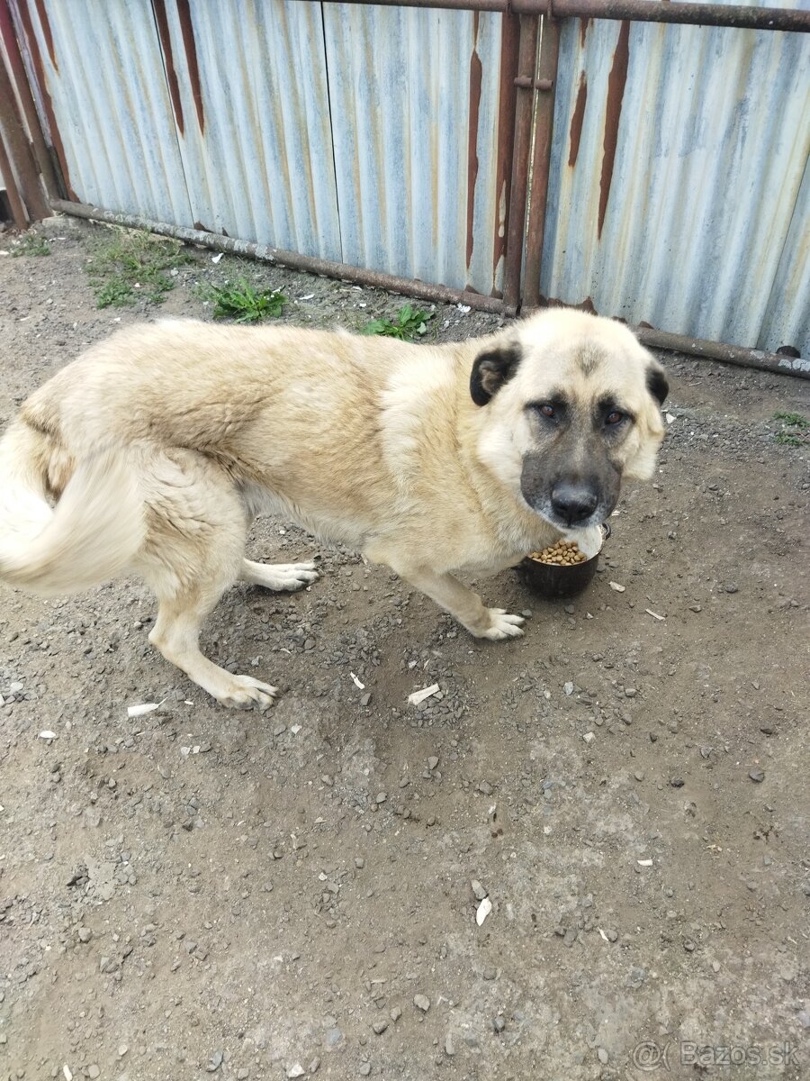 Rex hľadá nový domov - 2