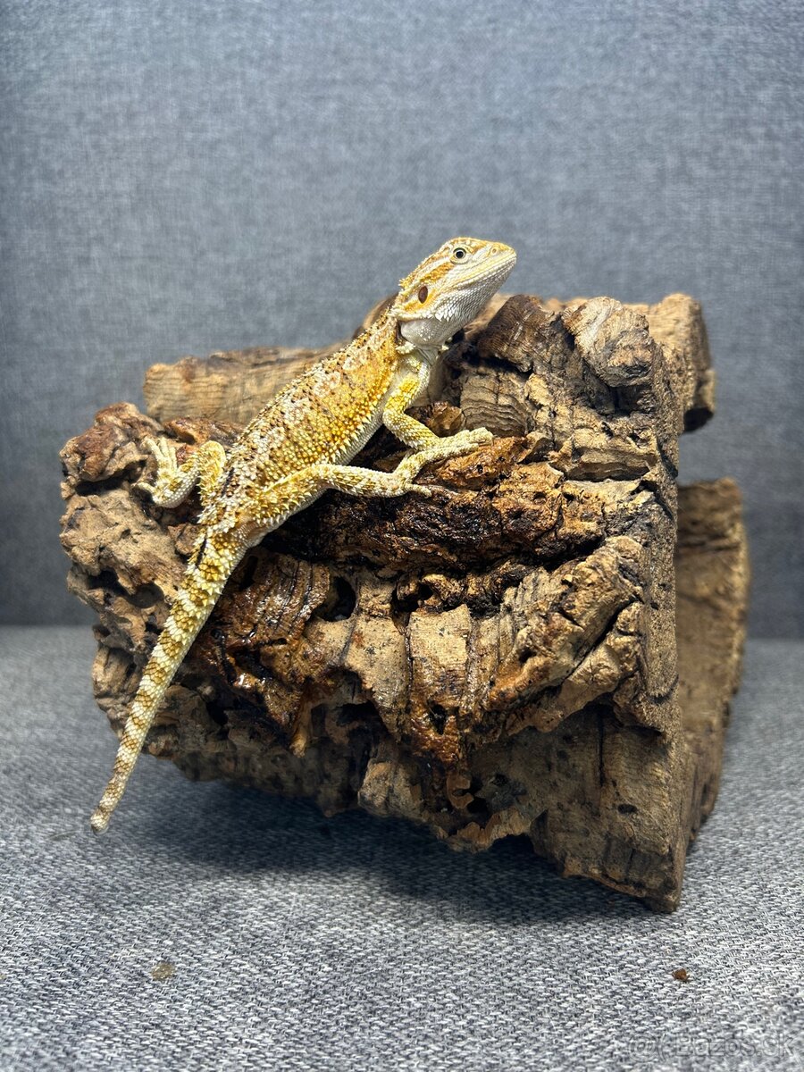 Agama bradatá - 2