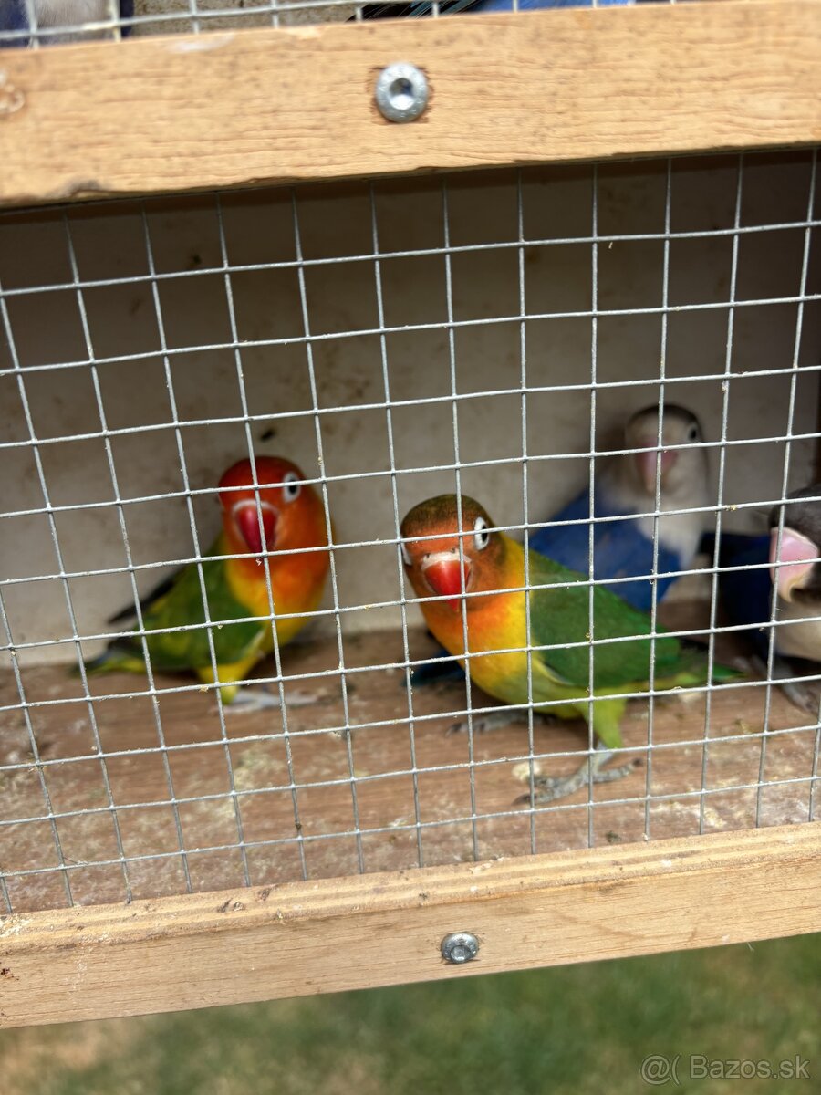 Agapornis fišer - 2